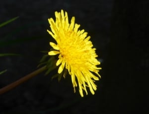 yellow chrysanthemum thumbnail