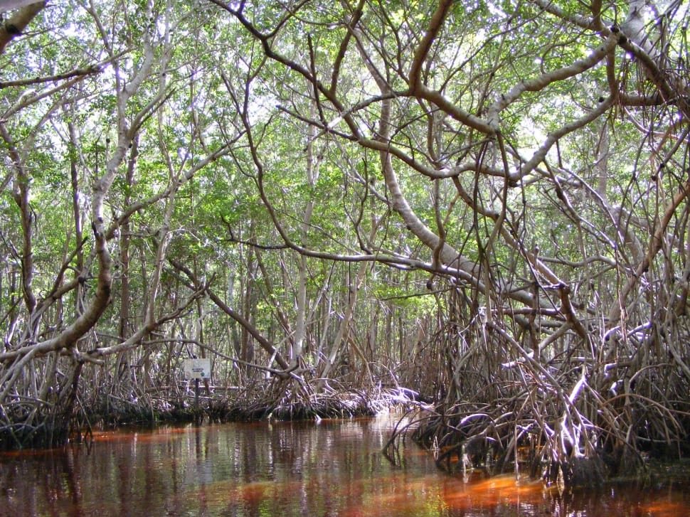 Celestun, Mangrove, Yucatan Mexico, reflection, tree preview