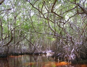 Celestun, Mangrove, Yucatan Mexico, reflection, tree thumbnail