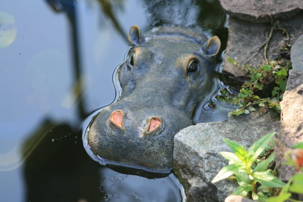hippopotamus animal preview