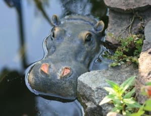 hippopotamus animal thumbnail