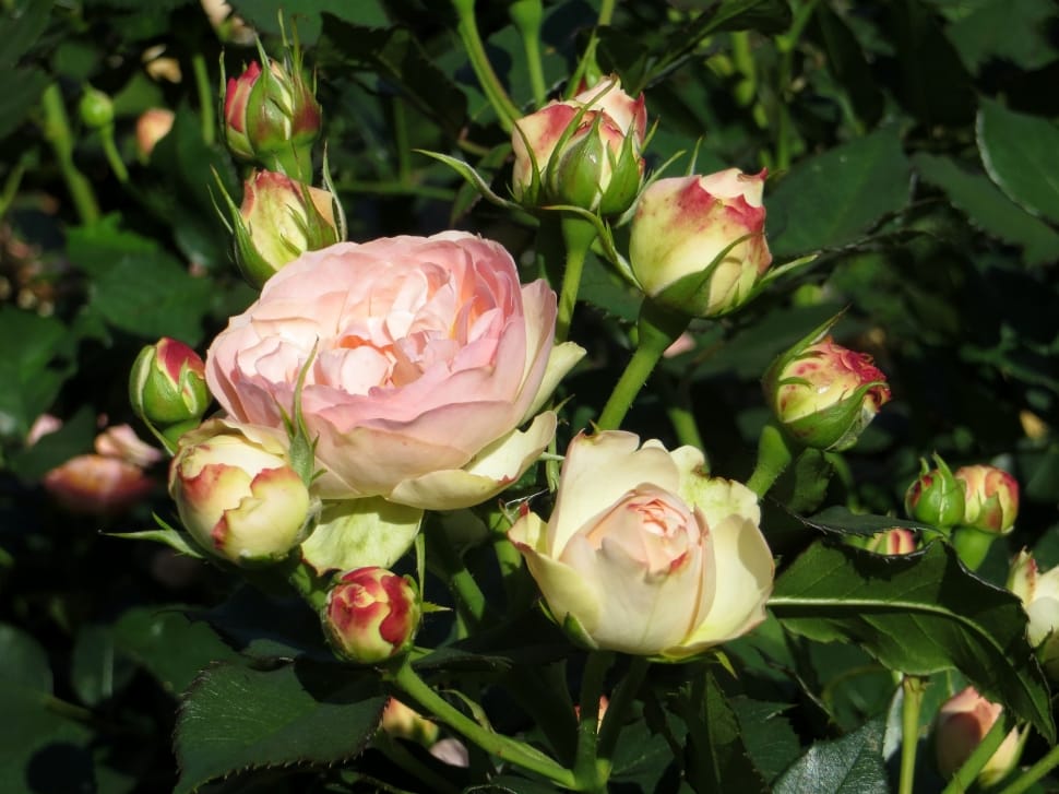 pink-and-white petaled rose on bloom at daytime preview