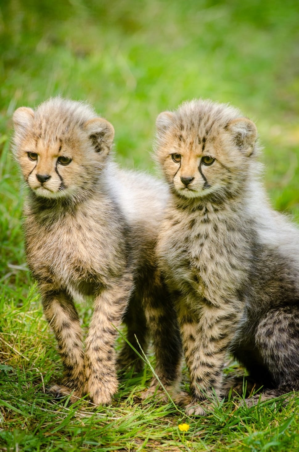 two black-and-brown cheetah preview