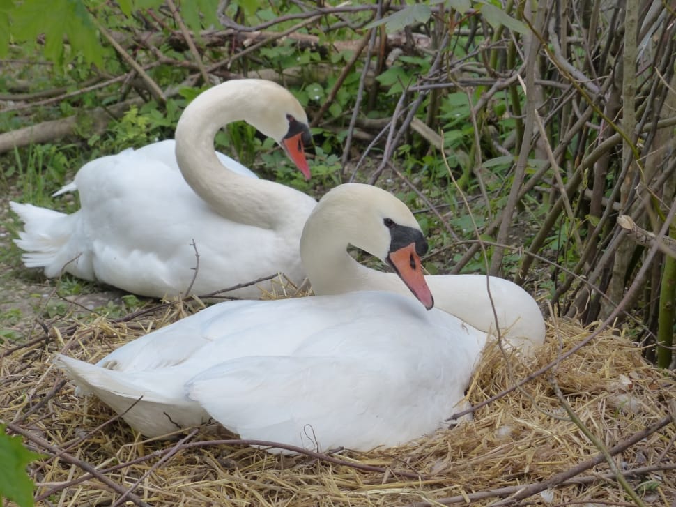 Mute Swan in nest next to other Mute Swan surrounded plants preview