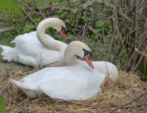 Mute Swan in nest next to other Mute Swan surrounded plants thumbnail