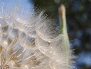 close up and selective focus photograph of Dandelions thumbnail
