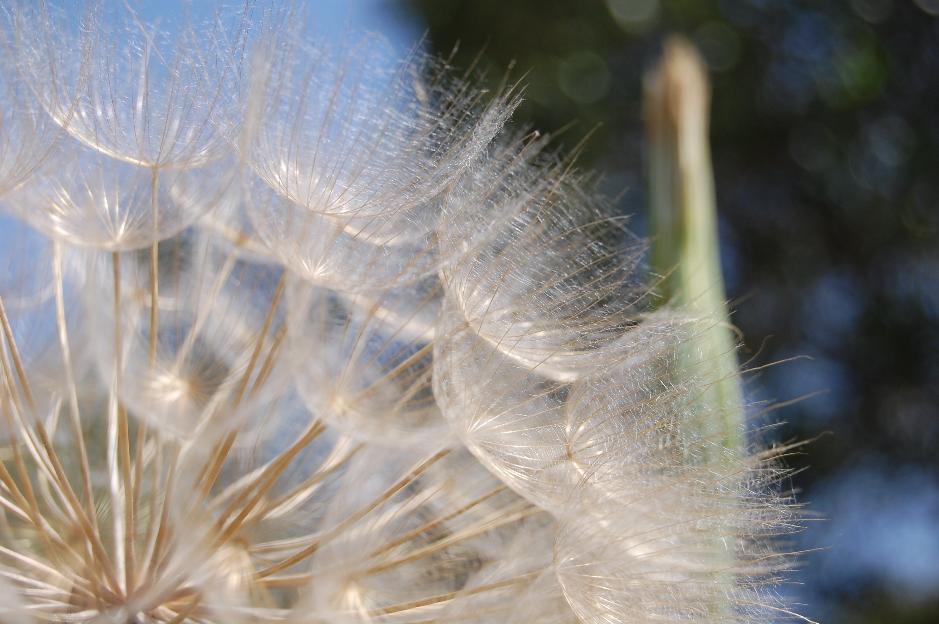 close up and selective focus photograph of Dandelions