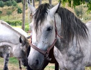 2 gray and white horses thumbnail