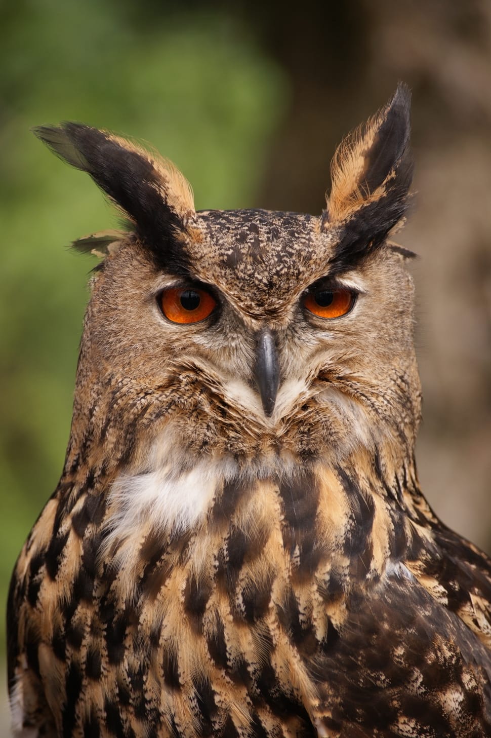 brown and black eagle owl preview