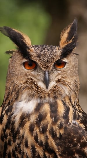 brown and black eagle owl thumbnail