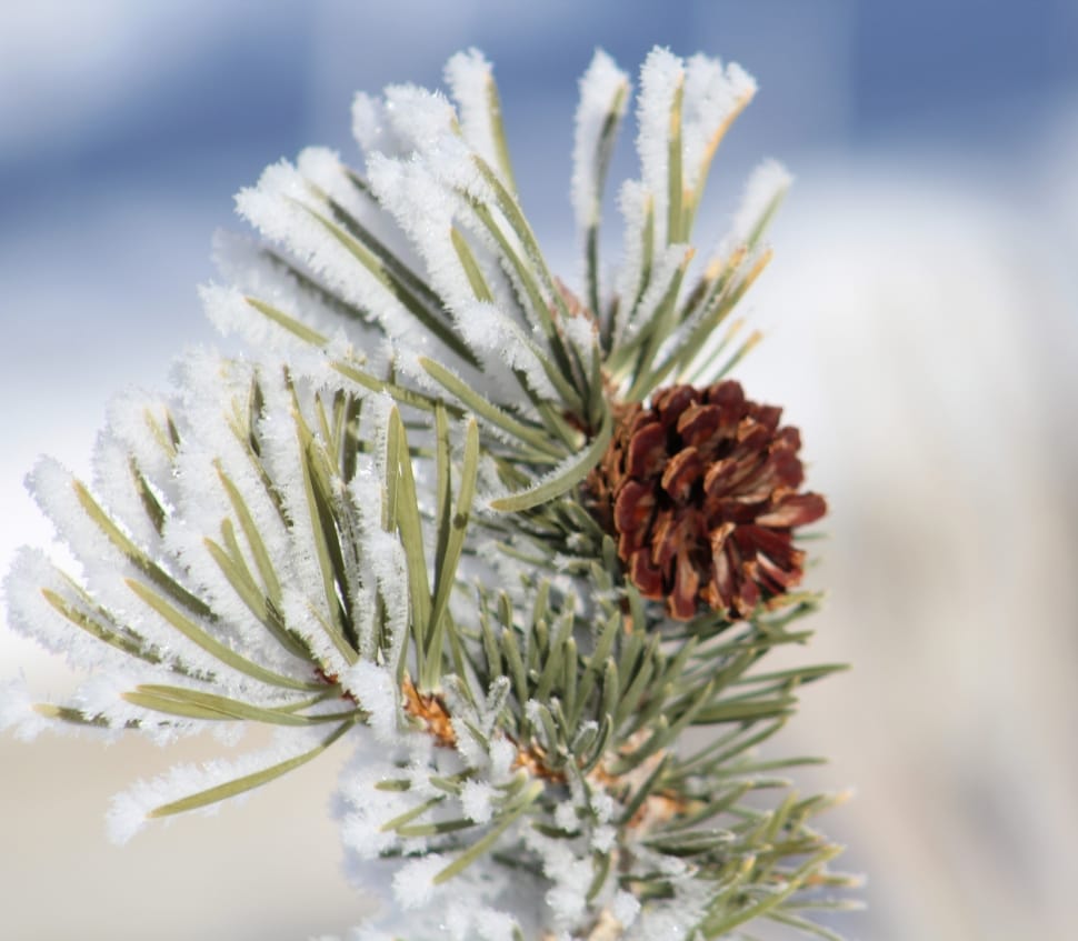 close up photo of snow covered pine needles with pine cone durign daytime preview