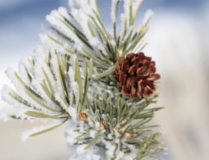 close up photo of snow covered pine needles with pine cone durign daytime thumbnail