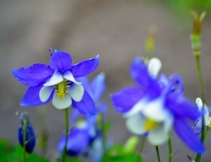 two blue petal flower with green leaves thumbnail