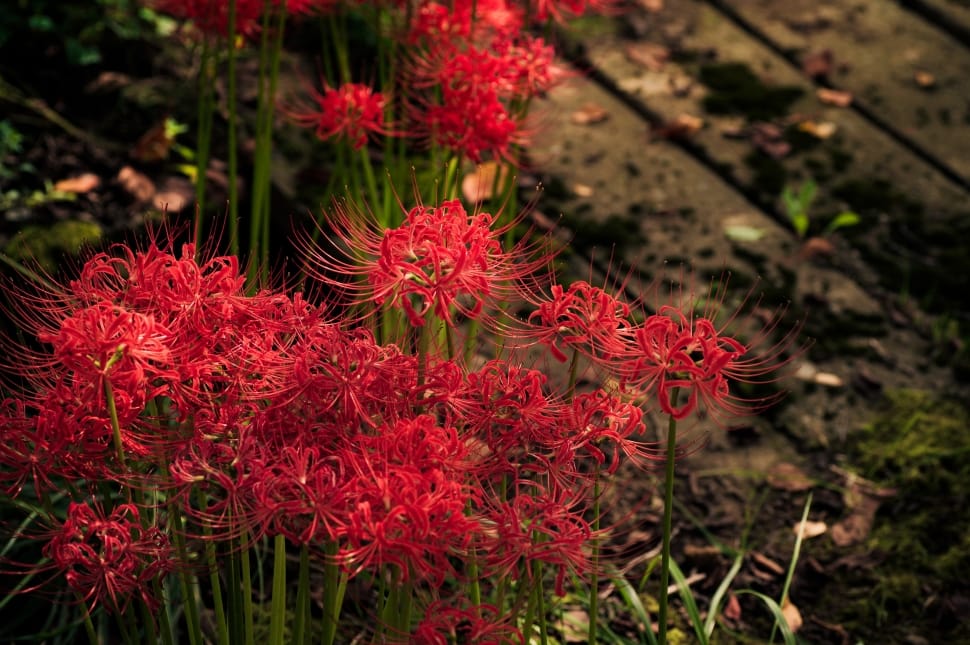 Japan, Plant, K, Spider Lily, Flowers, flower, red preview