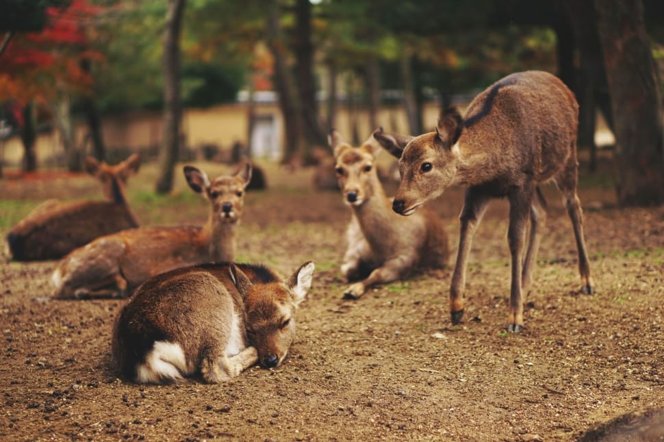 group of deer near trees preview