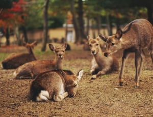 group of deer near trees thumbnail