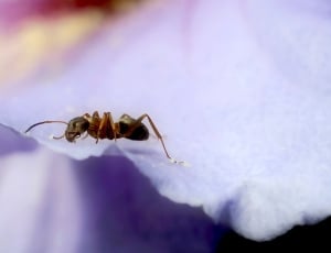 brown ant on flower's petal thumbnail