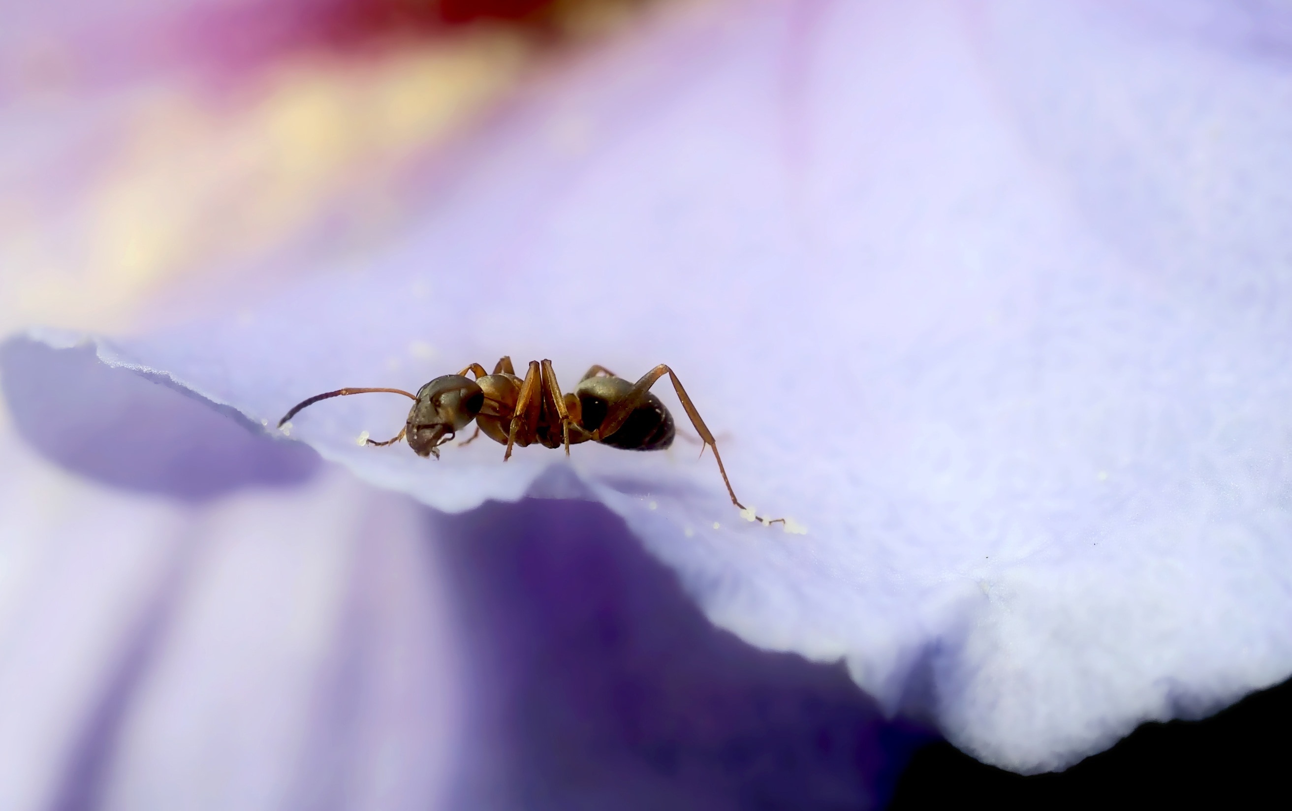 brown ant on flower's petal