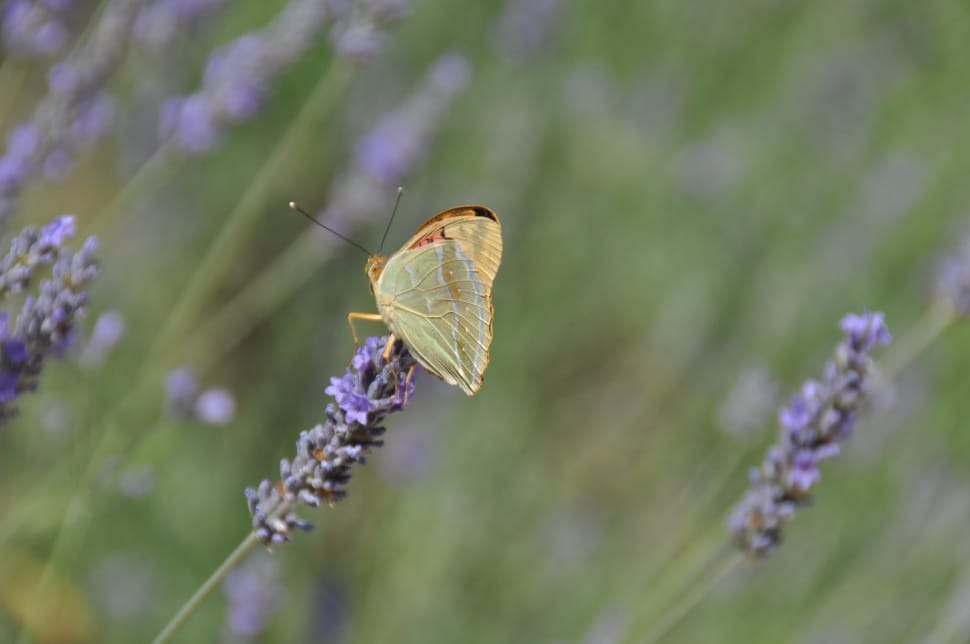 Flowers, Butterfly, Nature, Lavender, insect, nature preview