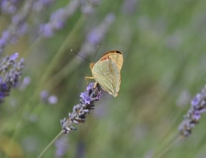 Flowers, Butterfly, Nature, Lavender, insect, nature thumbnail