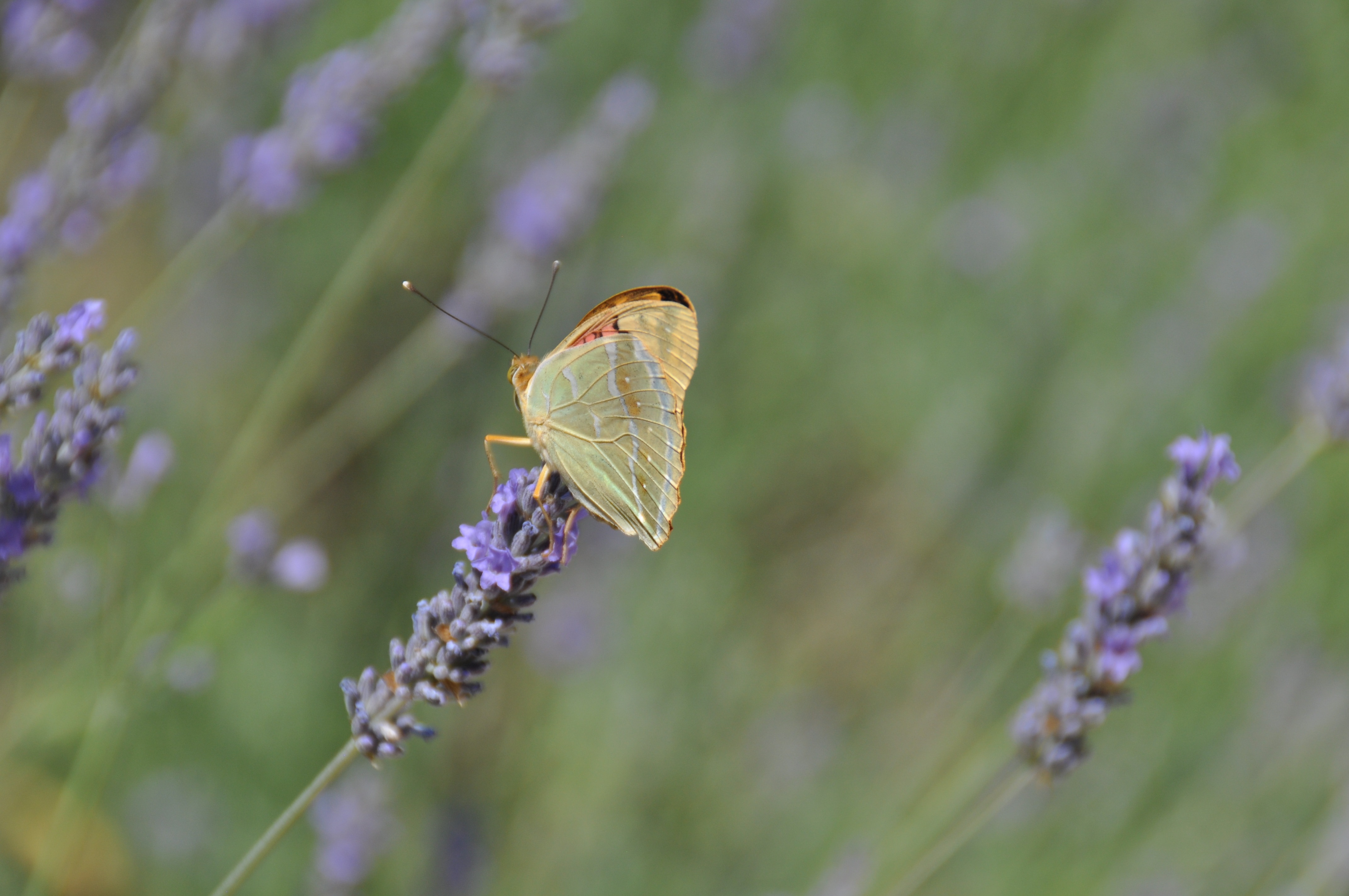 Flowers, Butterfly, Nature, Lavender, insect, nature