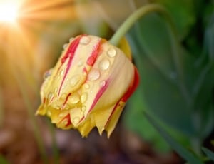 yellow and red tulip thumbnail