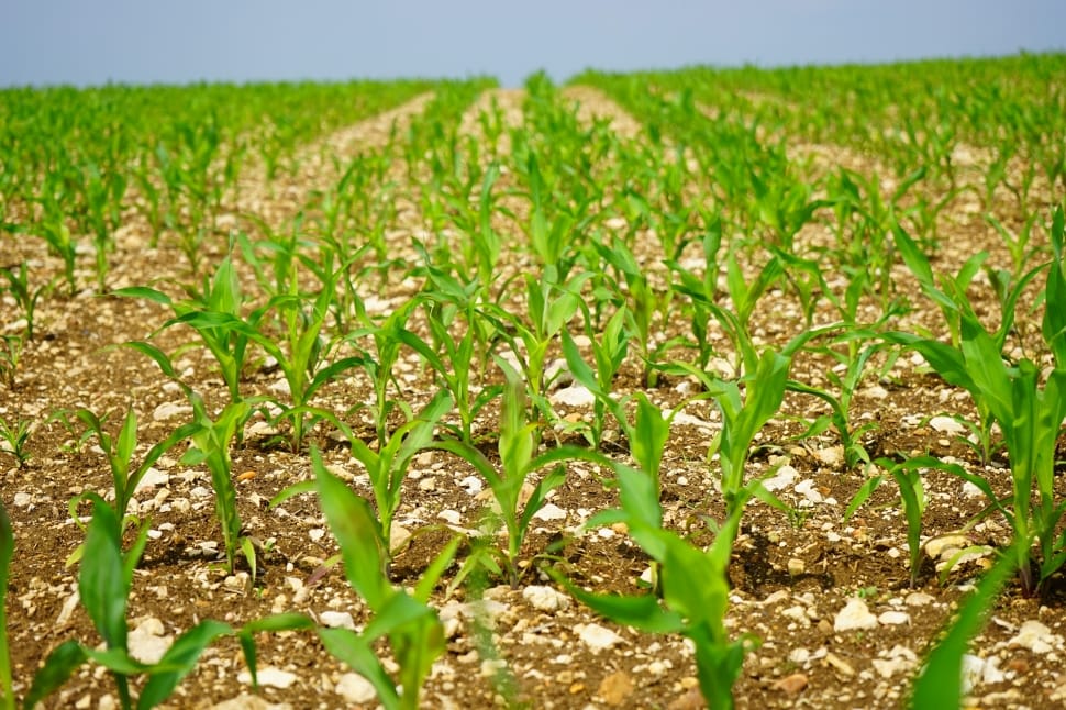 Cornfield, Corn, Field, Arable, agriculture, growth preview