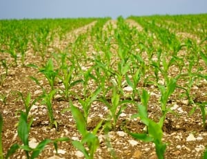 Cornfield, Corn, Field, Arable, agriculture, growth thumbnail
