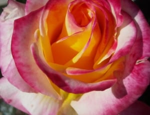 Rose, Flower, White, Romantic, Floral, flower, petal thumbnail