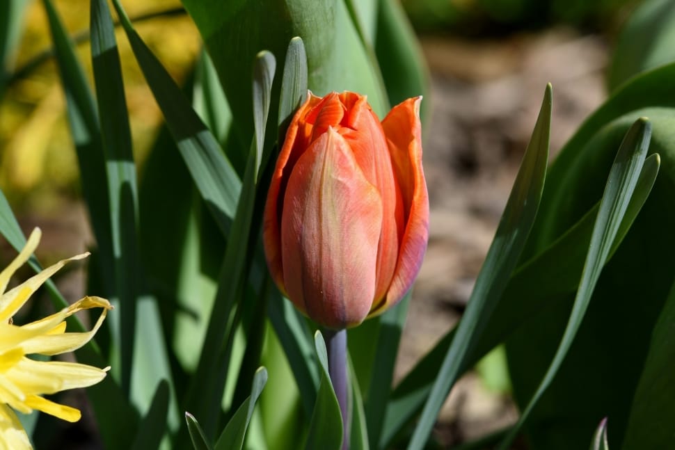orange tulip preview