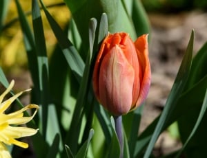 orange tulip thumbnail