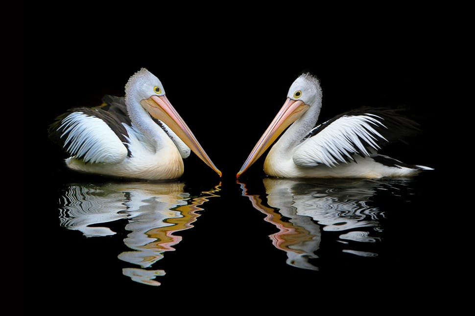 two white-and-black Pelicans with water reflection preview