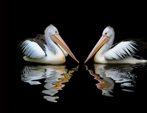 two white-and-black Pelicans with water reflection thumbnail
