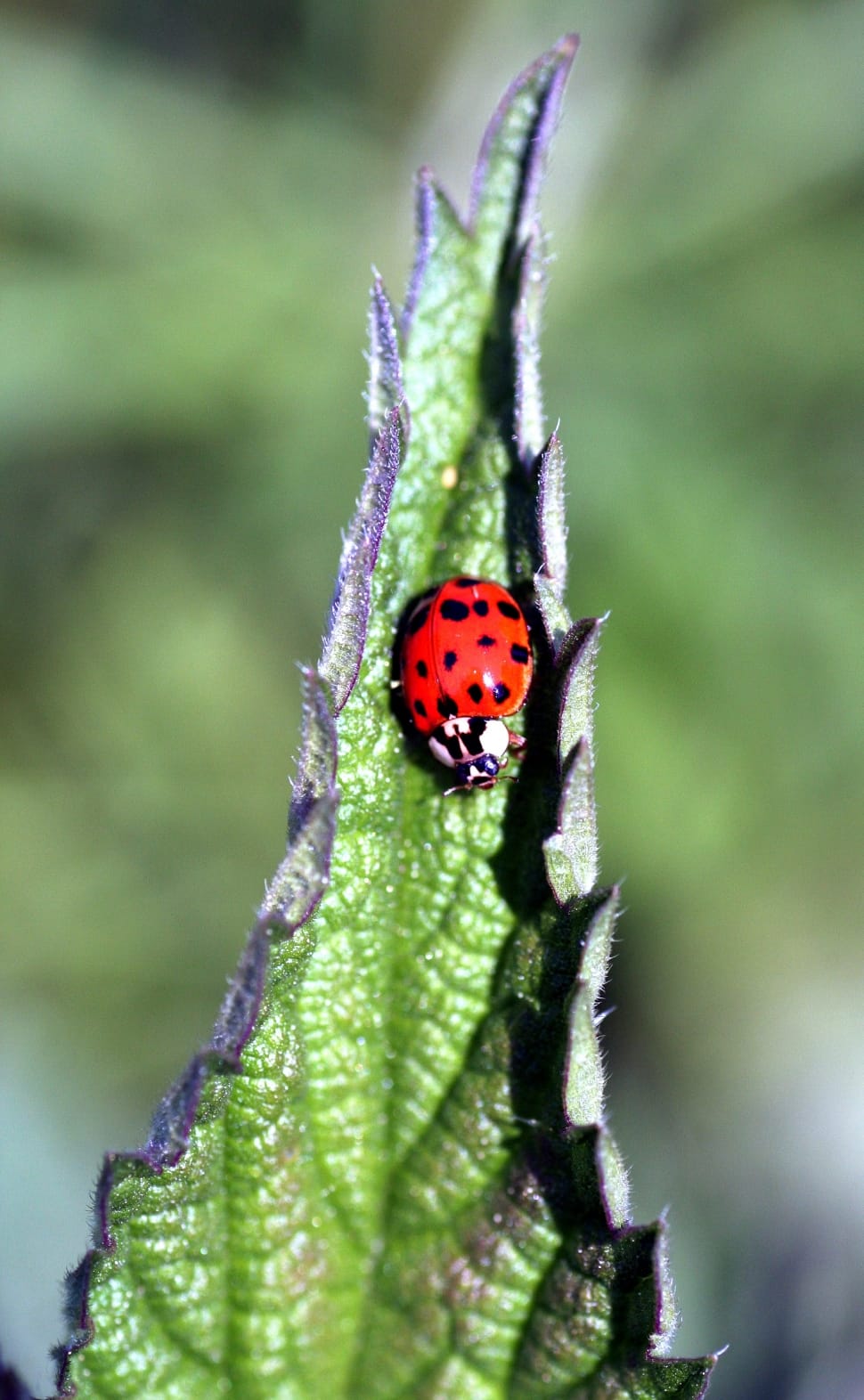 Red, Insect, Ladybug, Nature, Spring, insect, ladybug preview