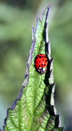 Red, Insect, Ladybug, Nature, Spring, insect, ladybug thumbnail
