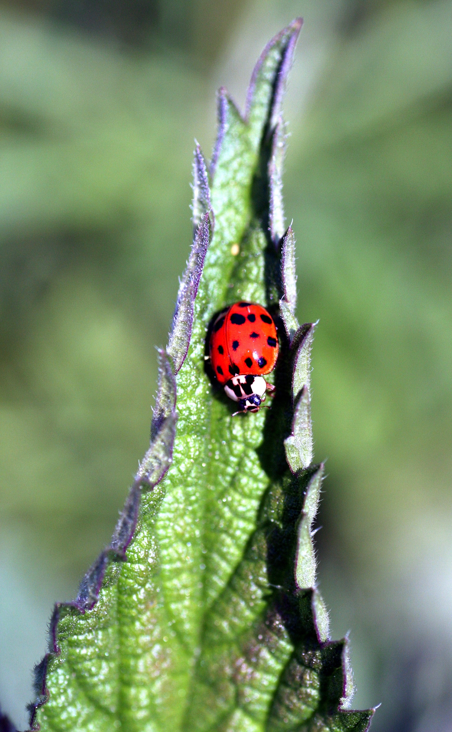 Red, Insect, Ladybug, Nature, Spring, insect, ladybug