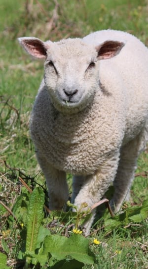 Lamb, Farm, Sheep, Agriculture, Field, one animal, animal themes thumbnail