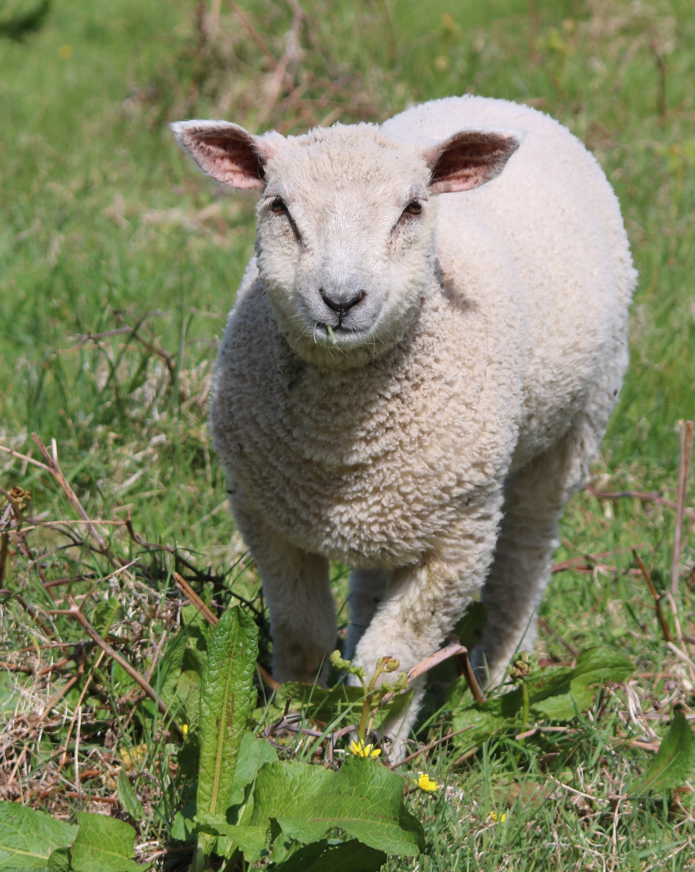 Lamb, Farm, Sheep, Agriculture, Field, one animal, animal themes