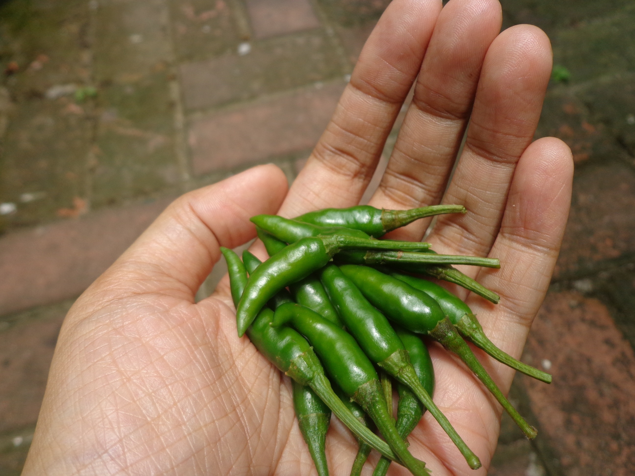 green chili pepper lot