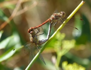 2 pieces dragonfly thumbnail