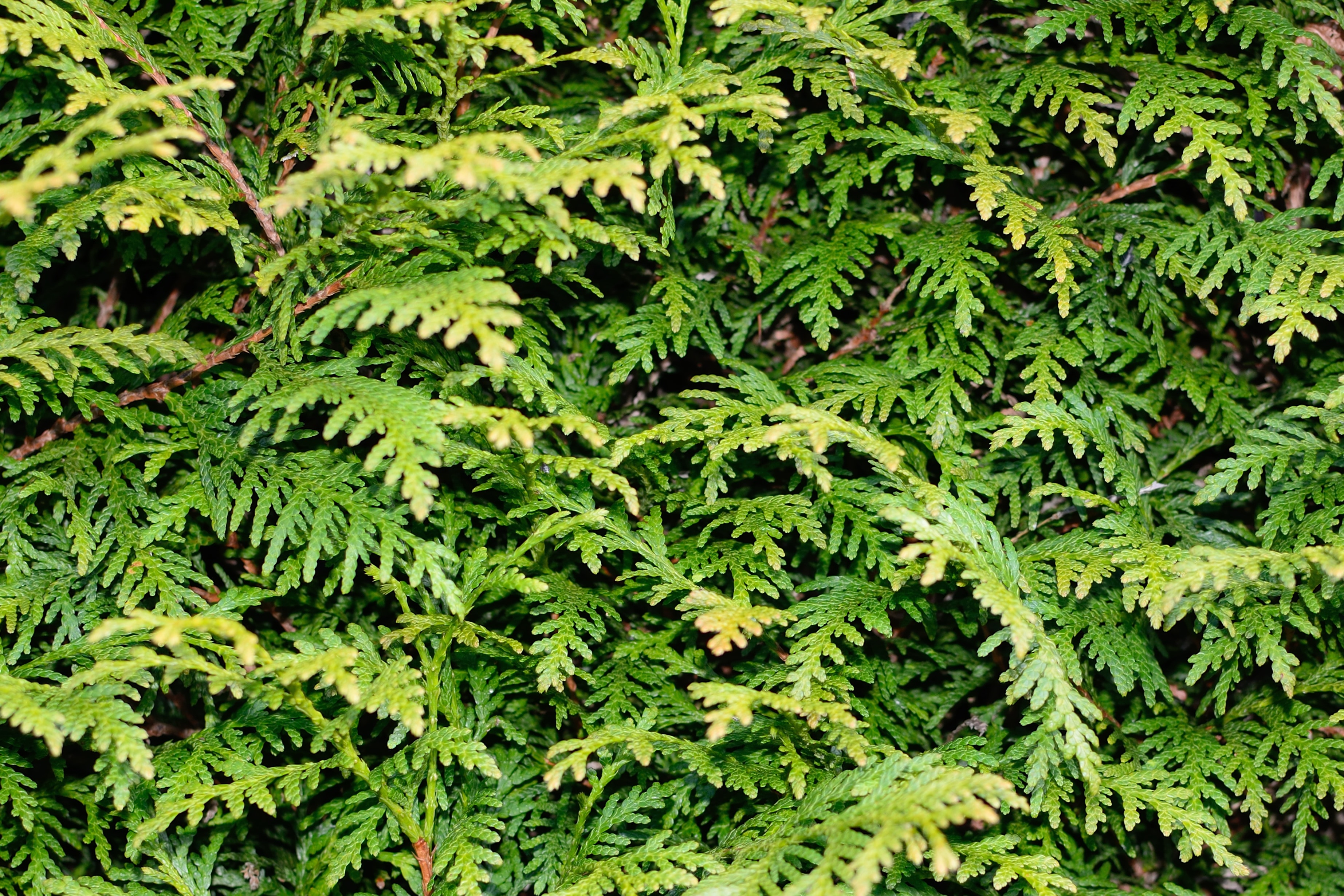 Thuja Leaf texture
