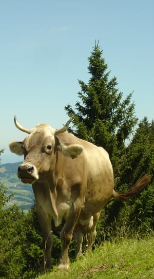 brown cow under blue sky thumbnail