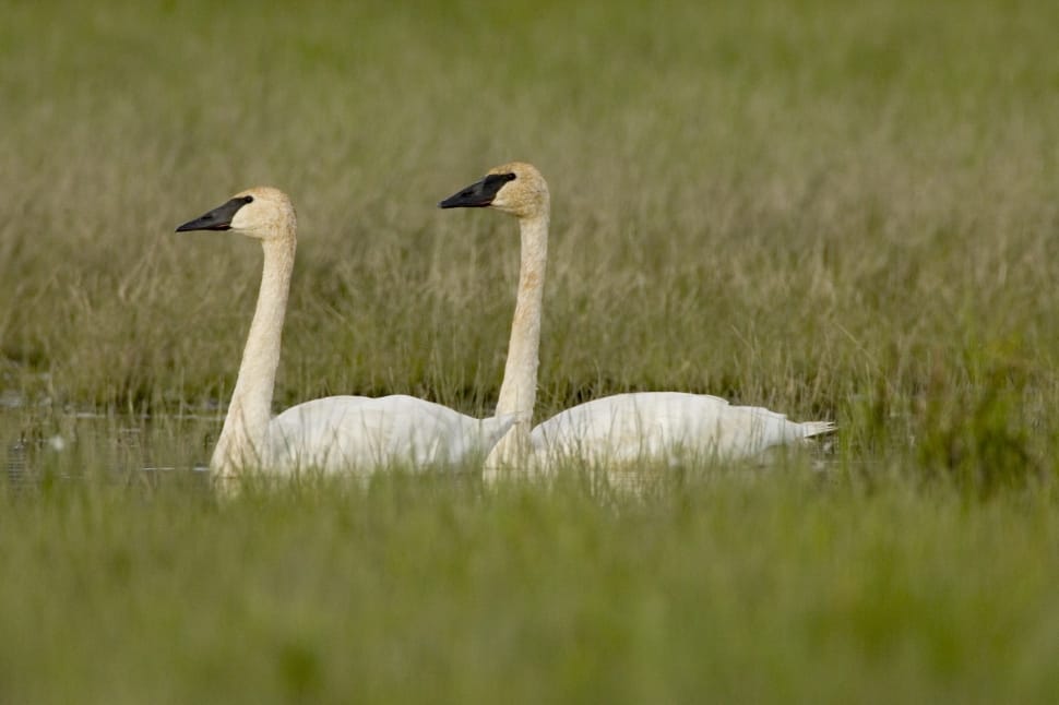 Trumpeter Swans, Nature, Birds, White, animals in the wild, animal themes preview