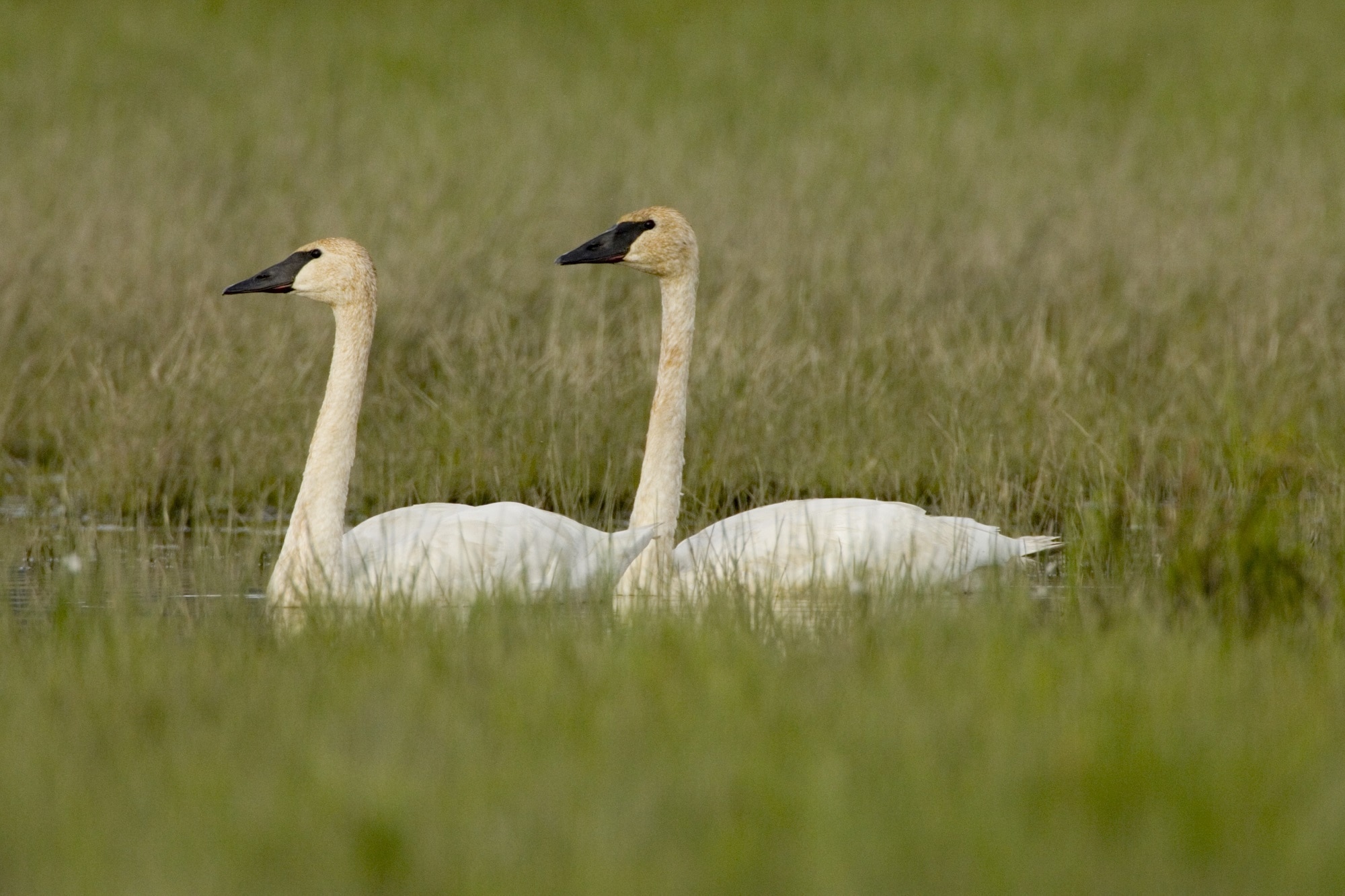 Trumpeter Swans, Nature, Birds, White, animals in the wild, animal themes