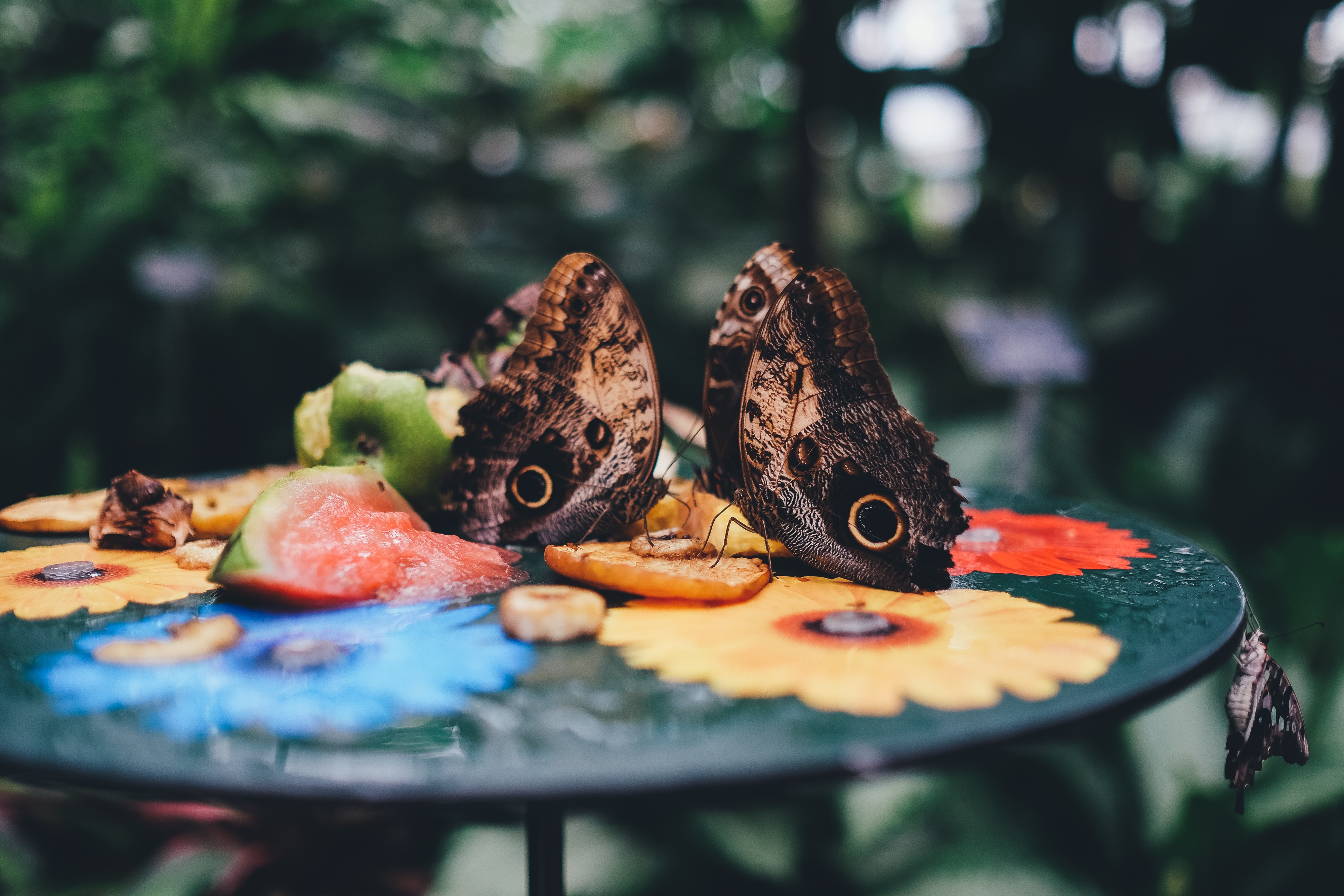 two brown butterflies on round table