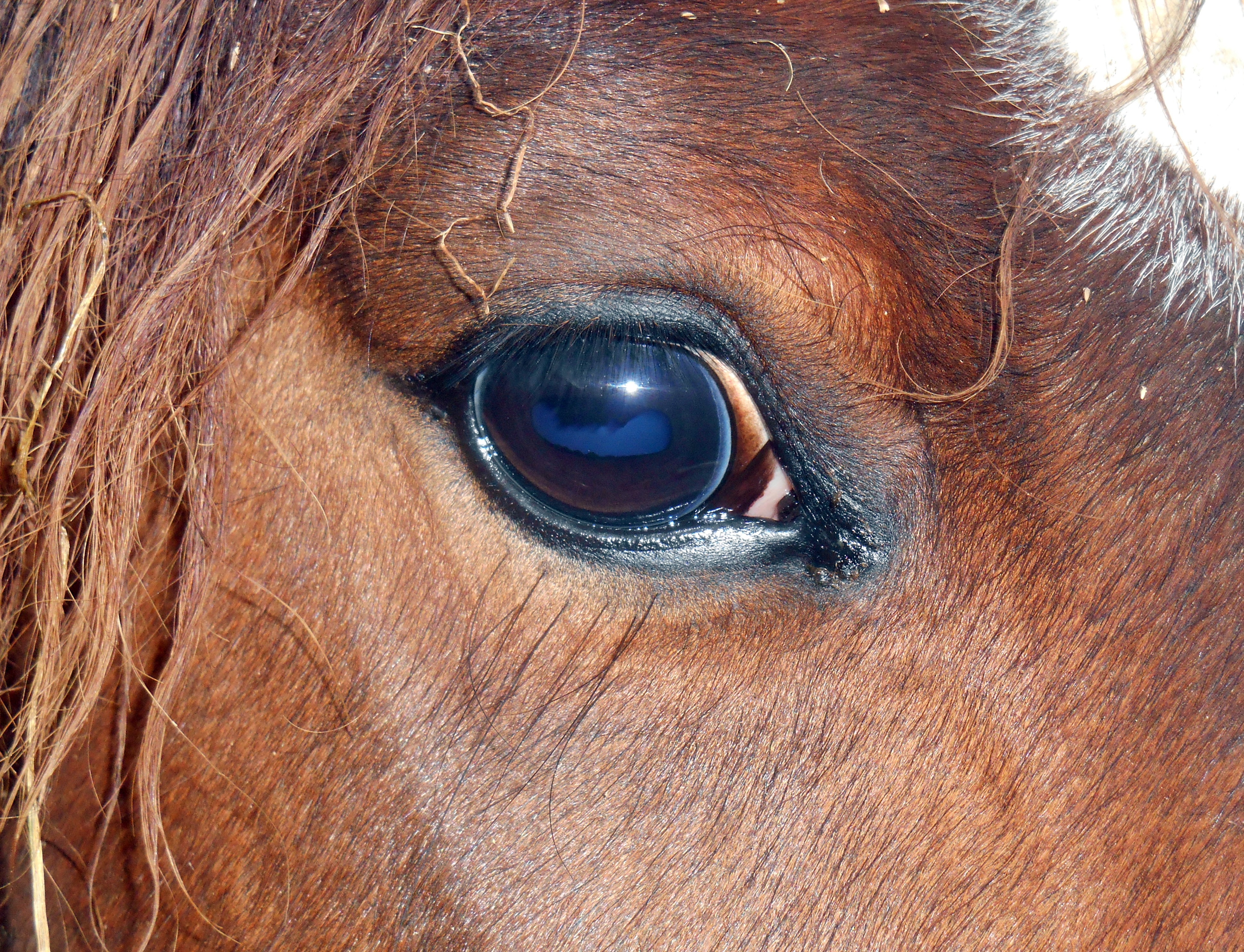 horse black eyeballs