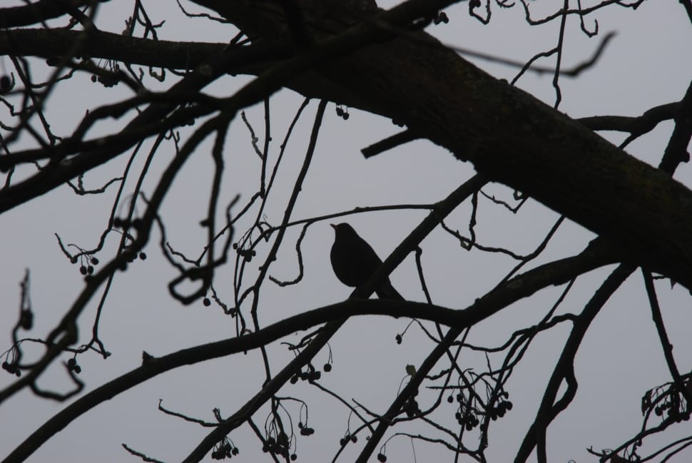black bird on tree branch during daytime photo preview