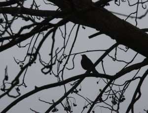 black bird on tree branch during daytime photo thumbnail