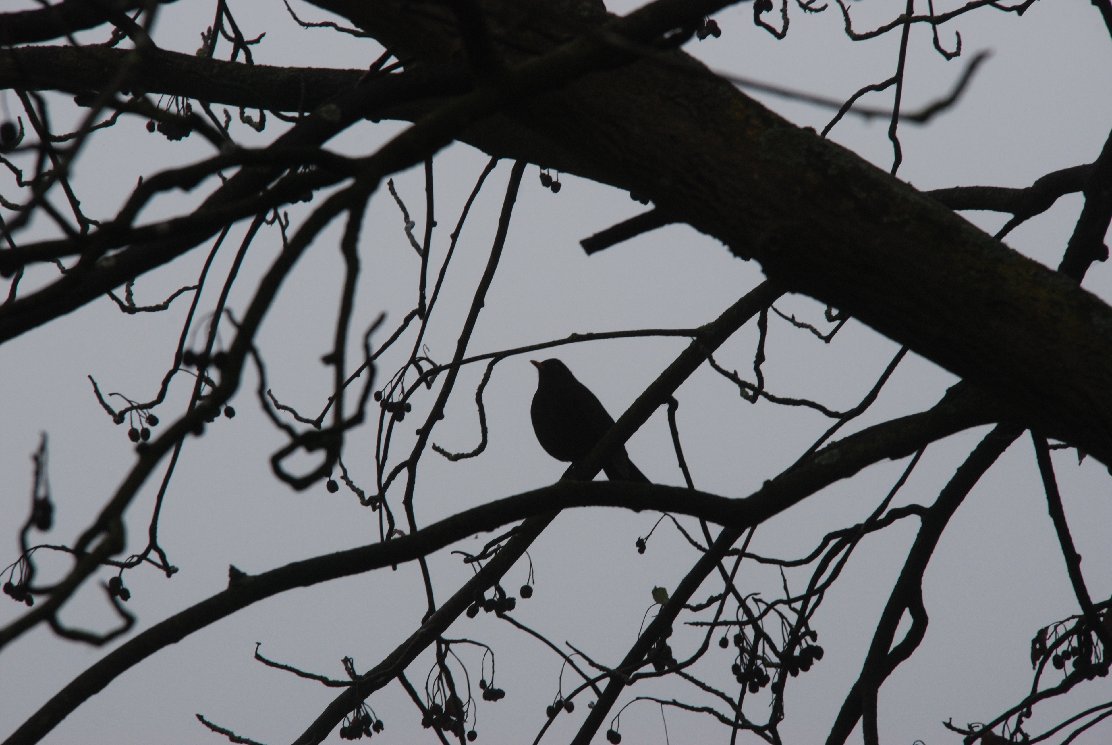 black bird on tree branch during daytime photo