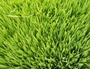 green grass thumbnail